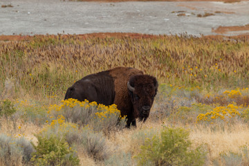 Bull Bison on Antelope Island Utah in Autumn