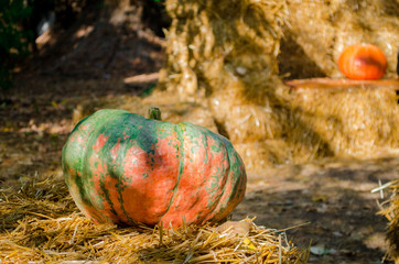 One green and orange pumpkin lies on a hay in the sunshine with copyspace, another pumkin is on...
