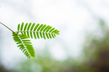 Tree saplings and green nature