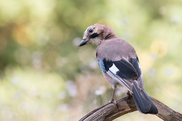 Beautiful portrait of Eurasian Jay in forest