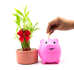 hand put coin in happy pink pig near lucky bamboo on isolated white background, image for lucky happy saving money concept