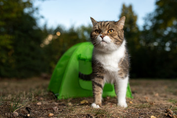 tabby white british shorthair cat standing in front of green mini tent outdoors in nature looking...