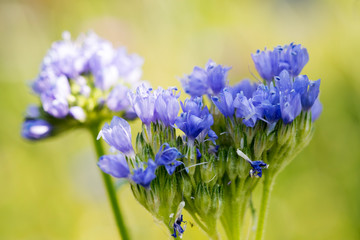 Obraz premium Close up photo of blue flowers on the meadow