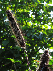 Millet decorative plant. Pennisetum glaucum. Used as an ornamental plant for the garden. Can be used as background.