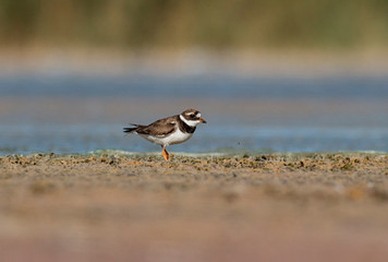 Common Ringed Plover