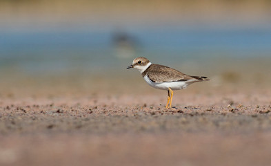 Common Ringed Plover
