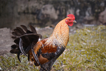 rooster chicken cockfighting breed