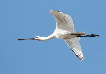 Young Spoonbill bird flying