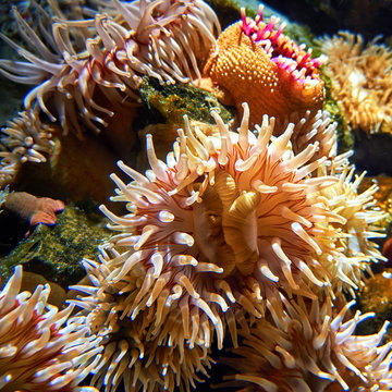 Marine life with striped sea anemone underwater.