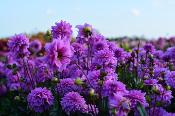 Obraz premium purple dahlia flowers in the garden with blue sky background