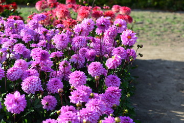 Fototapeta premium purple dahlia flowers in the garden
