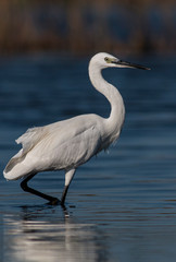 Little Egret hunting in the water