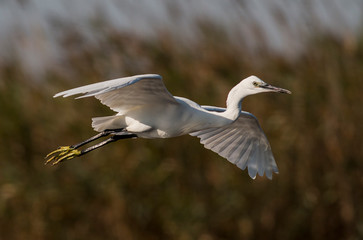 Little Egret hunting in the water