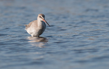 Spotted Redshank hunting in the water
