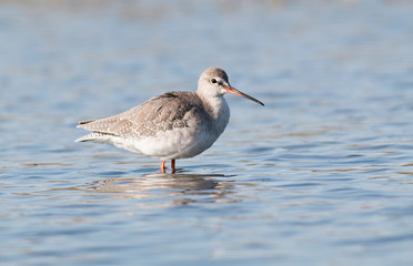 Spotted Redshank hunting in the water