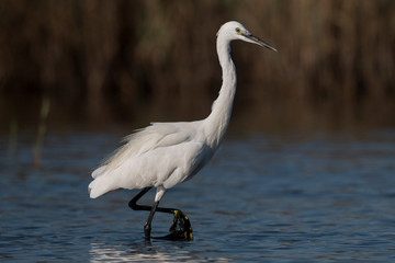 Little Egret hunting in the water