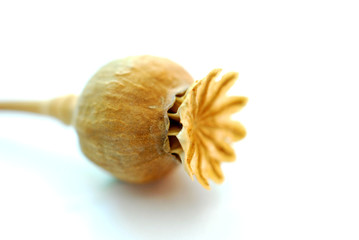 dry opium poppy