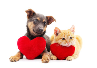 Cat and dog with a toy heart.