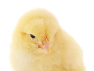 Small yellow chicken.
