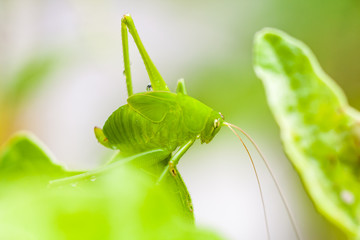 Side view of green grasshopper sitting on a green leaf