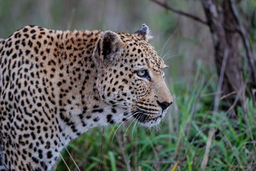 Fototapeta na wymiar Leopard - old male - on the hunt in Sabi Sands Game Reserve in the Greater Kruger Region in South Africa