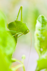 Side view of green grasshopper sitting on a green leaf