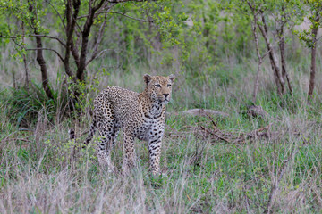 Leopard - old male - on the hunt in Sabi Sands Game Reserve in the Greater Kruger Region in South...