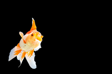 Goldfish oranda white with orange Black background scene