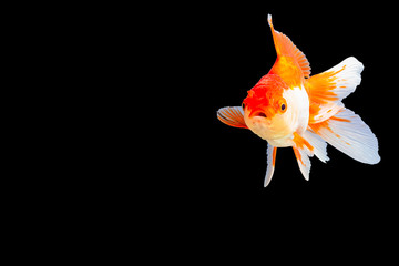 Goldfish oranda white with orange Black background scene