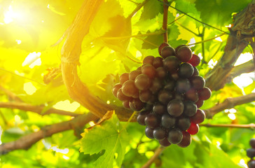 The freshest vineyard in the farm is a bunch along the tree line.