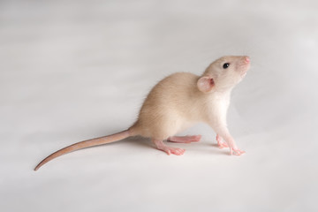rat baby portrait