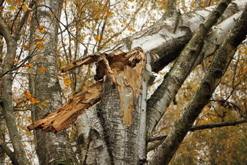Damaged birch tree trunk close up after a hurricane in autumn European Park