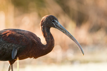 Glossy ibis hunting and portrait