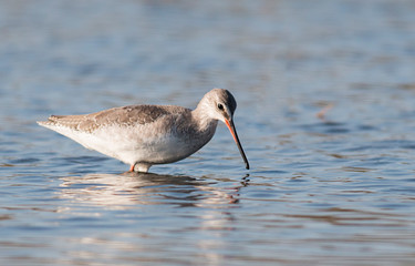 Spotted Redshank hunting in the water