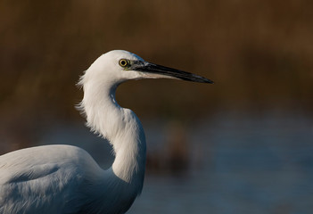 Little Egret hunting in the water