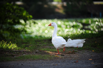 The white duck and ducklings