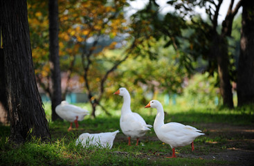 The white duck and ducklings