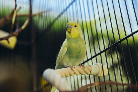 Wellensittiche sitzen im Vogelk&auml;fig drau&szlig;en