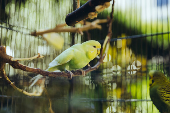 Wellensittiche sitzen im Vogelk&auml;fig drau&szlig;en
