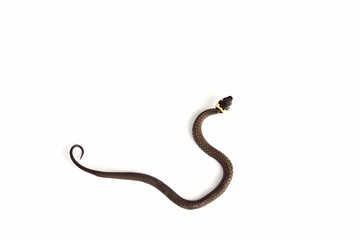 Grass snake (Natrix natrix) isolated on white