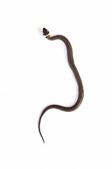 Grass snake (Natrix natrix) isolated on white