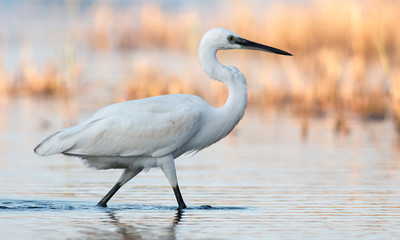Little Egret hunting in the water