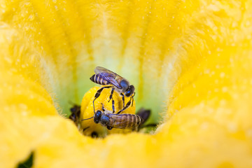 Closeup of honeybees collecting pollen and honey from a pumpkin flower 