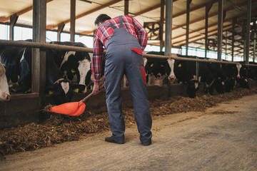 Farmer with showel in a cowshed on a dairy farm.