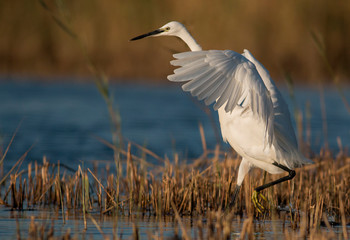 Little Egret hunting in the water