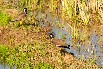 Red-wattled lapwing birds searching food in paddy field in natural sunlight 
