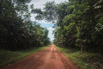 Naklejka premium road through the jungle. Bolivian forest in the amazone.