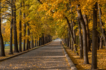 Alley in a city park on a sunny autumn day. A man jogs along the alley. A carpet of colorful leaves.