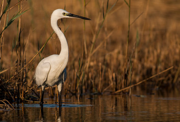 Little Egret hunting in the water