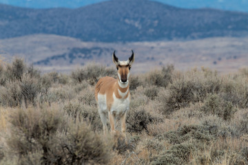 Pronghorn Antelope in the Utah Desert